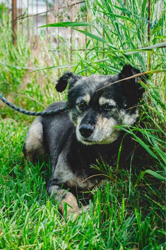 Obelix 1140 – nedisponibil, male Mixed Breed for adoption at No Limit Pets, Romania