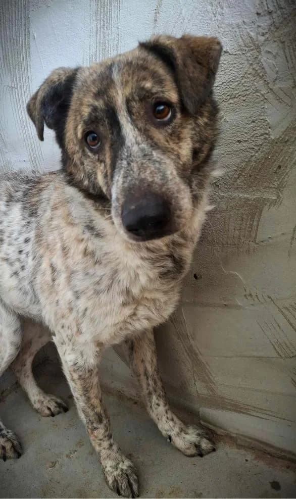 ODIN 5653, male young Mixed Breed for adoption at No Limit Pets, Romania