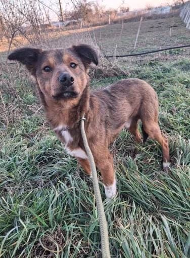 ONNI 1759- adoptat, male mixed breed for adoption at No Limit Pets, Romania