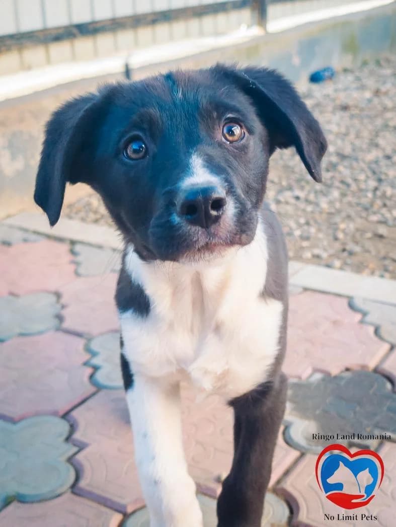 OSCAR 1420, male young Mixed Breed for adoption at No Limit Pets, Romania