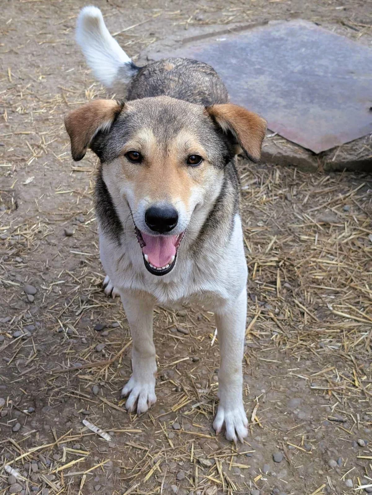 OTLEY 6852, male Mixed Breed for adoption at No Limit Pets, Romania
