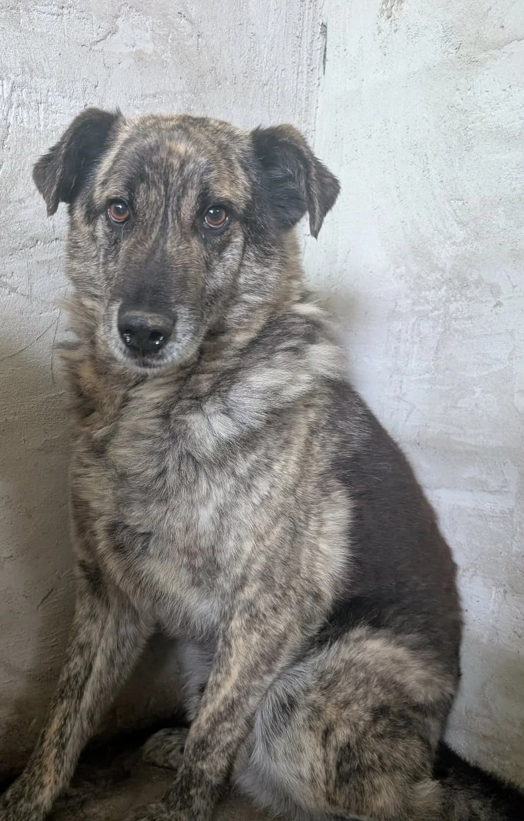 OZZY 3069, male mixed breed for adoption at No Limit Pets, Romania