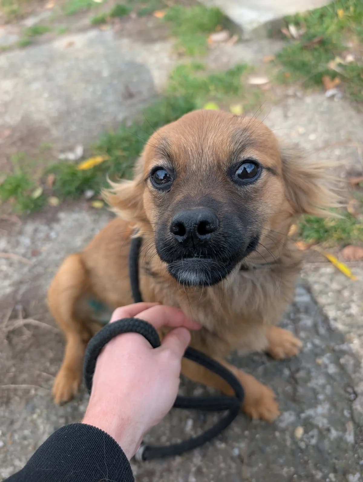 PAOLO, male young mixed breed for adoption at No Limit Pets, Romania