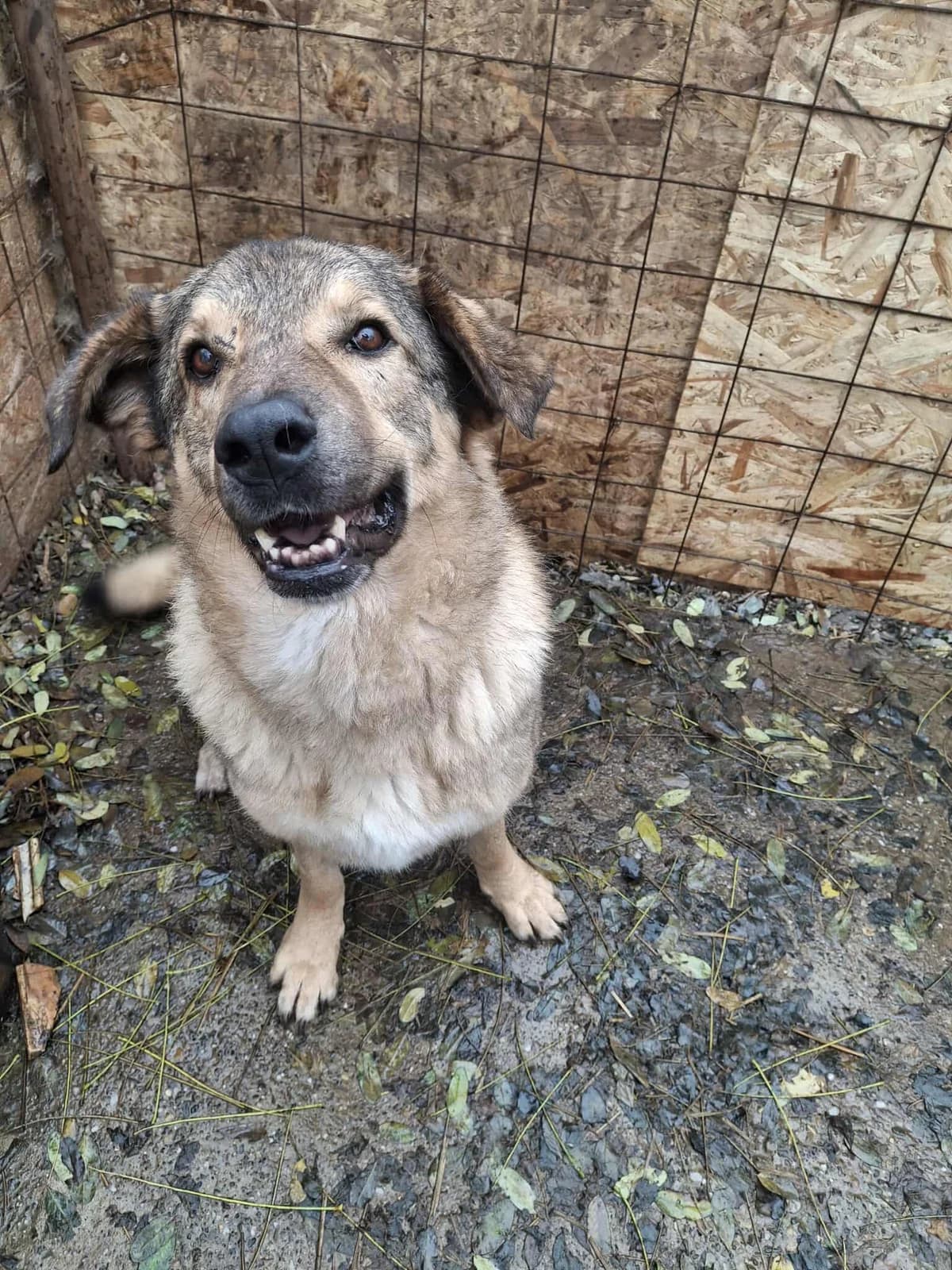 PAULCHEN 4826, male Mixed Breed for adoption at No Limit Pets, Romania