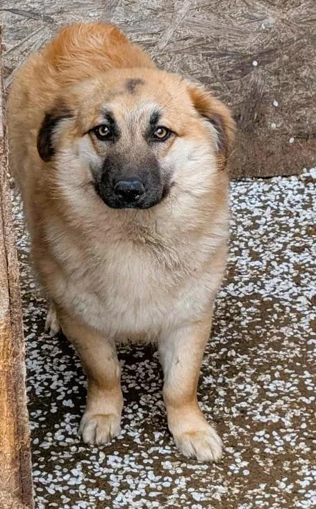 PAULINA 2253, female mixed breed for adoption at No Limit Pets, Romania