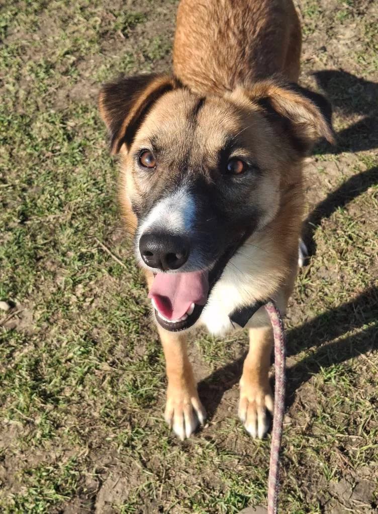 PEANUT8097, female young Mixed Breed for adoption at No Limit Pets, Romania