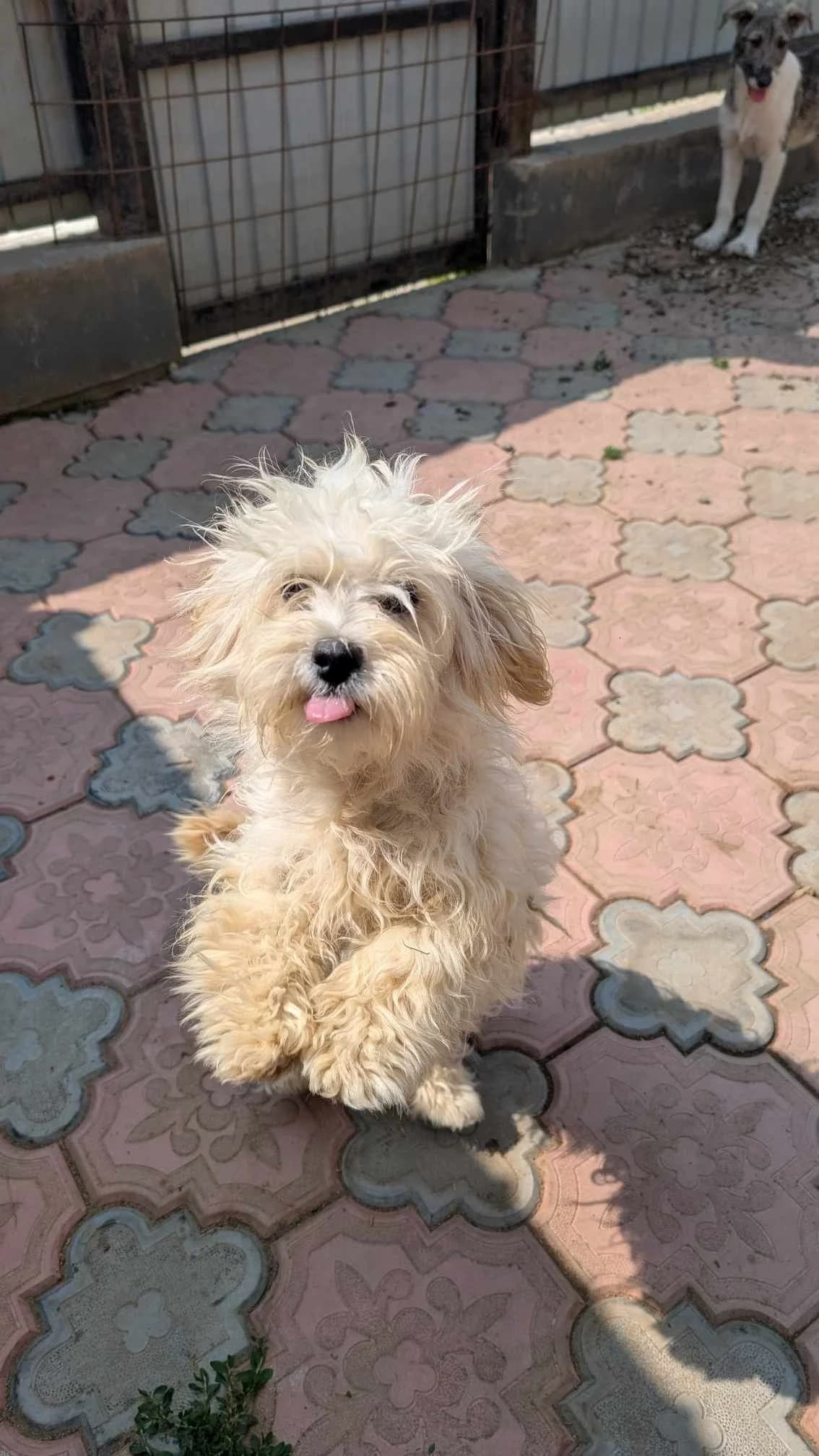PEARL 2193 – ADOPTAT, female Bichon Frisé for adoption at No Limit Pets, Romania