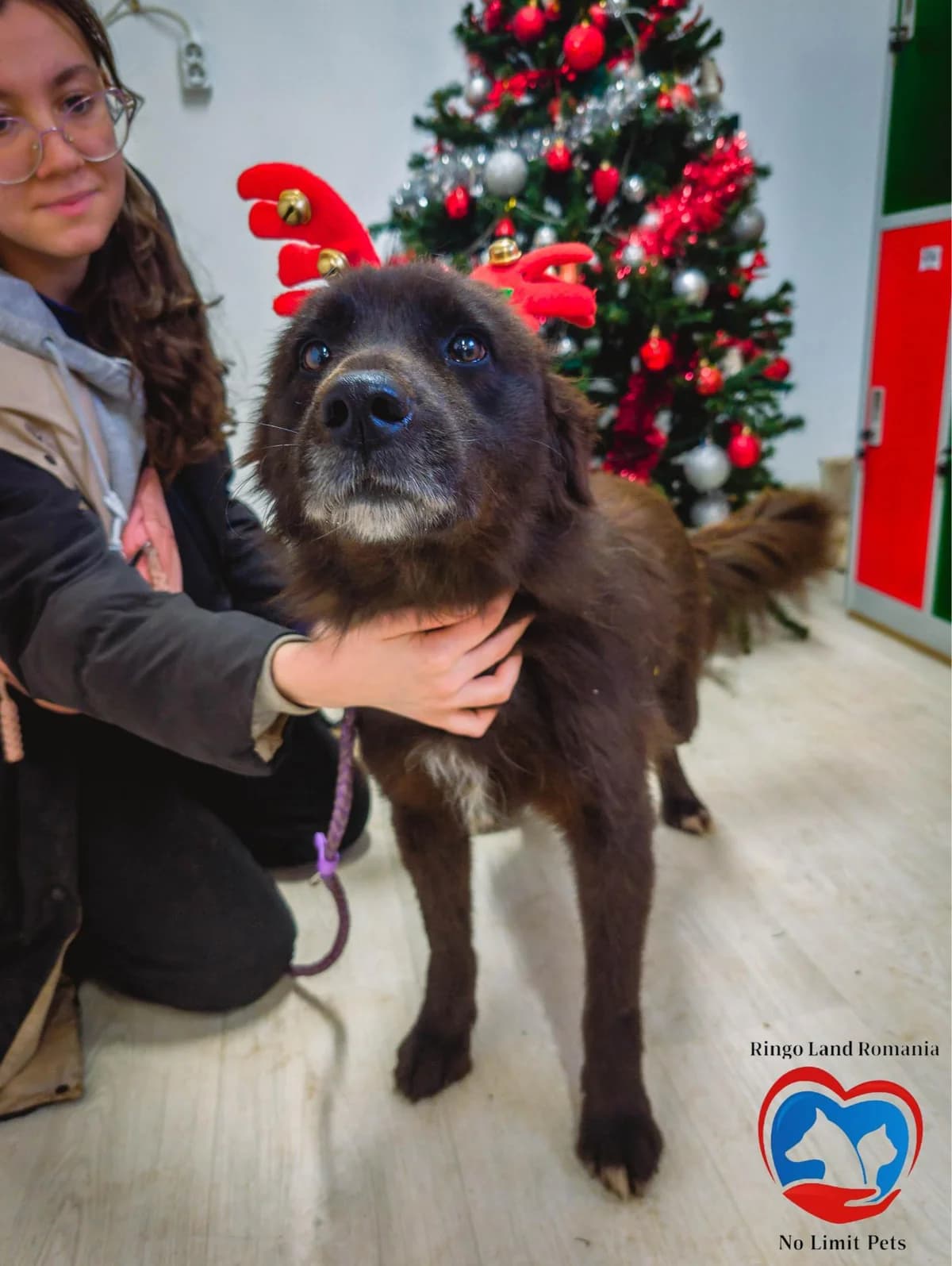 PEARL 7226, female young Mixed Breed for adoption at No Limit Pets, Romania