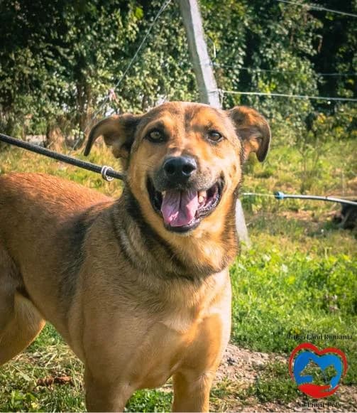PEDRO 2707, male Mixed Breed for adoption at No Limit Pets, Romania