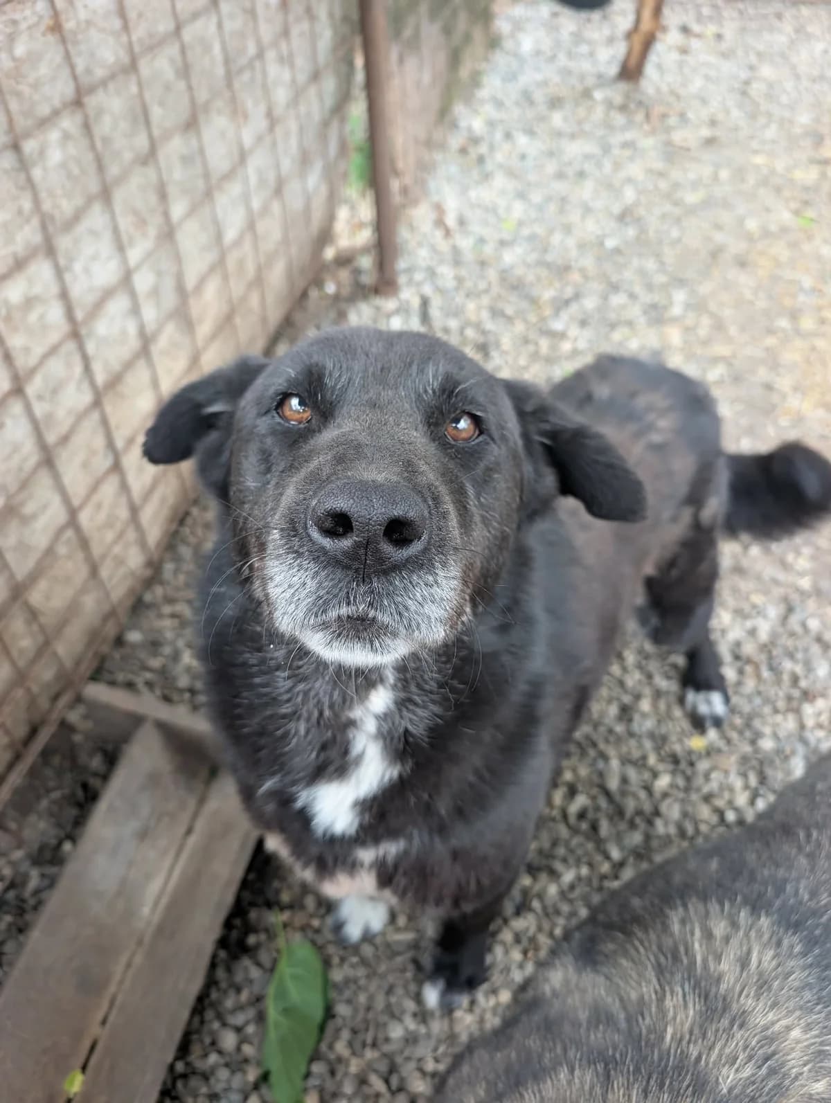 PEPER 0367, male senior mixed breed for adoption at No Limit Pets, Romania