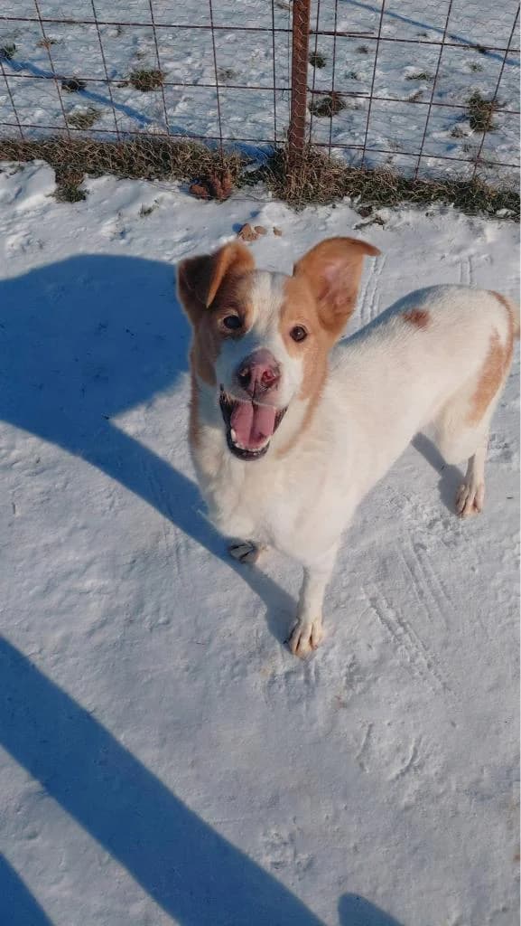 PEPPINO 7496- nedisponibil, male young Mixed Breed for adoption at No Limit Pets, Romania