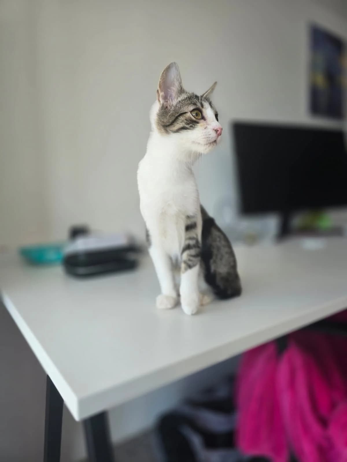 PIGLET – nedisponibil, male Mixed Breed for adoption at No Limit Pets, Romania
