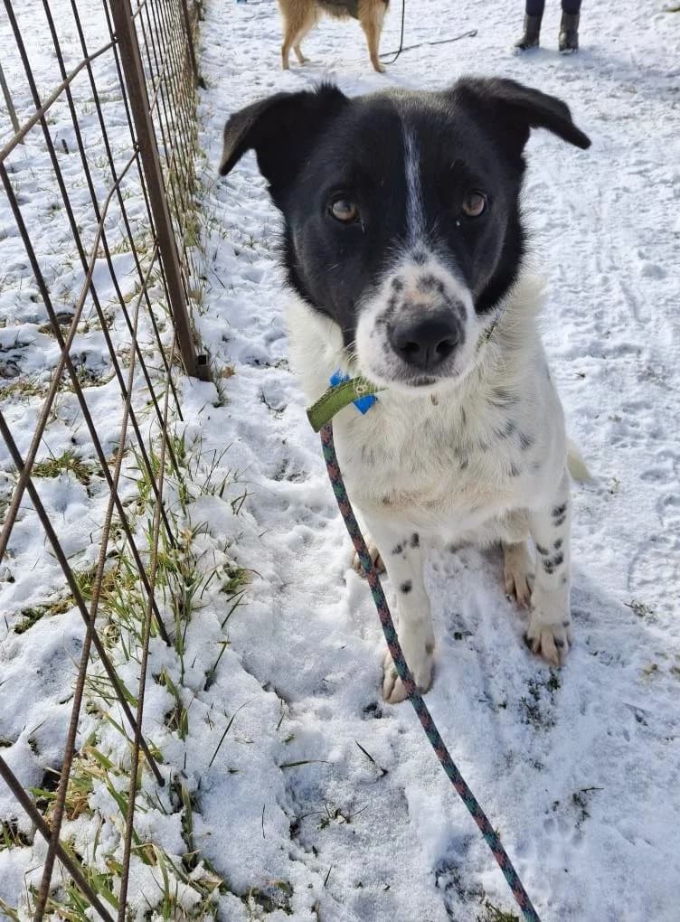 PITI 3872, male Mixed Breed for adoption at No Limit Pets, Romania