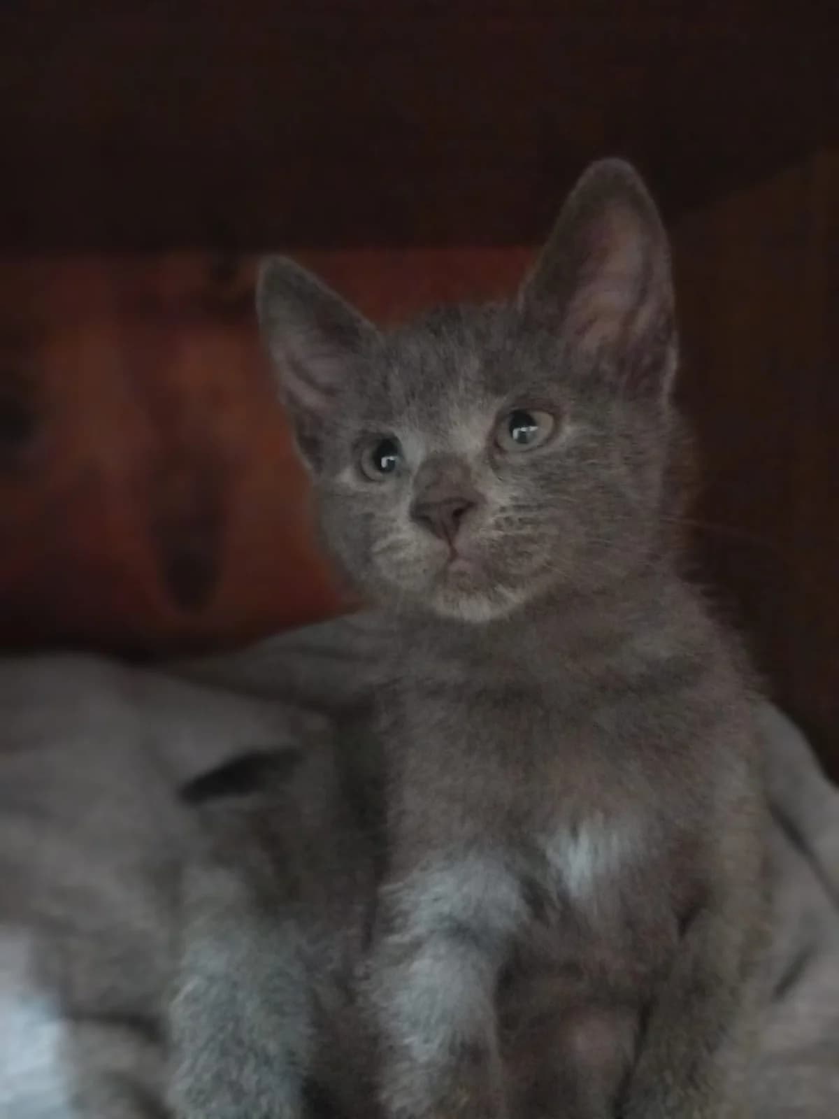 PIXIE CAT – ADOPTAT, female mixed breed for adoption at No Limit Pets, Romania