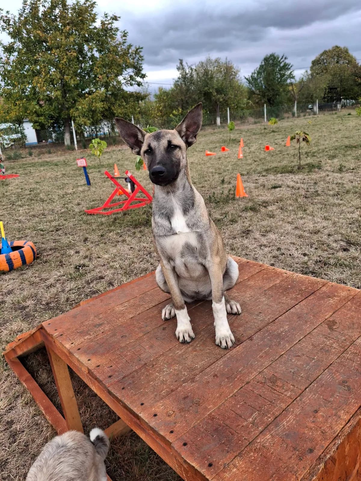 POLLY 5400, female Belgian Malinois for adoption at No Limit Pets, Romania