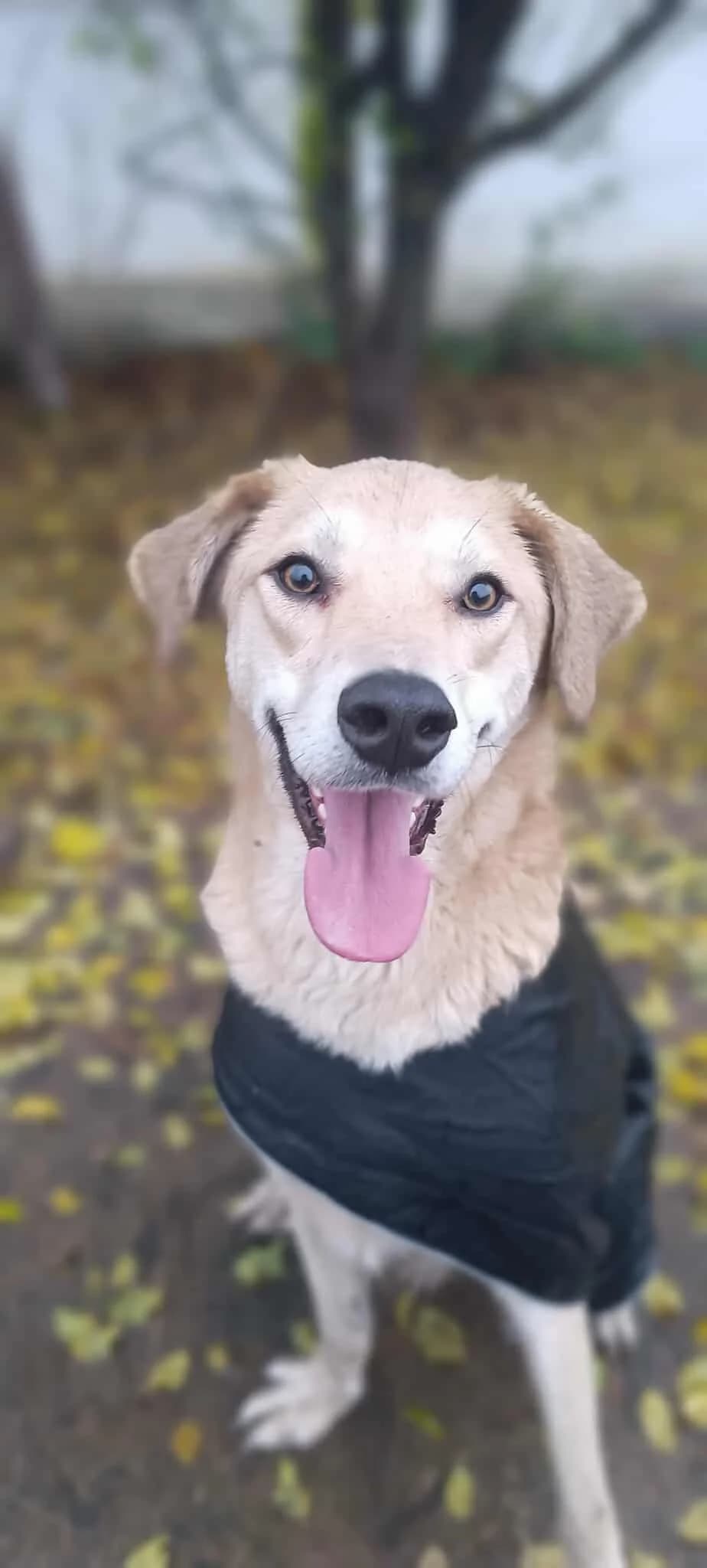 PORTHOS 3670, male mixed breed for adoption at No Limit Pets, Romania