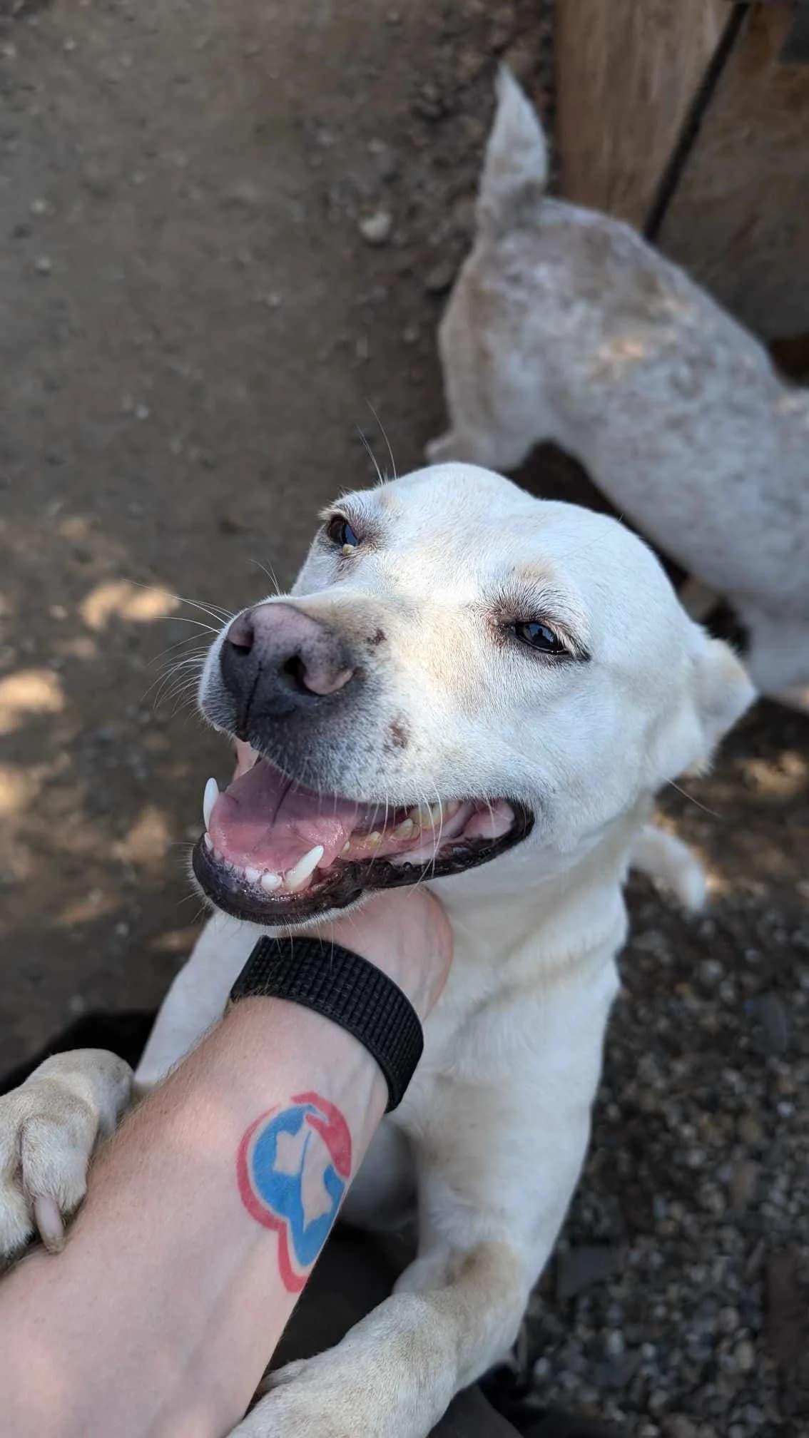 RAIJA 9409, female Mixed Breed for adoption at No Limit Pets, Romania