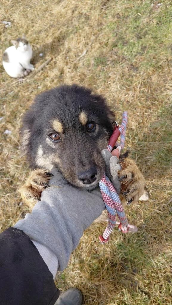 RARITY 1422- adoptat, female mixed breed for adoption at No Limit Pets, Romania