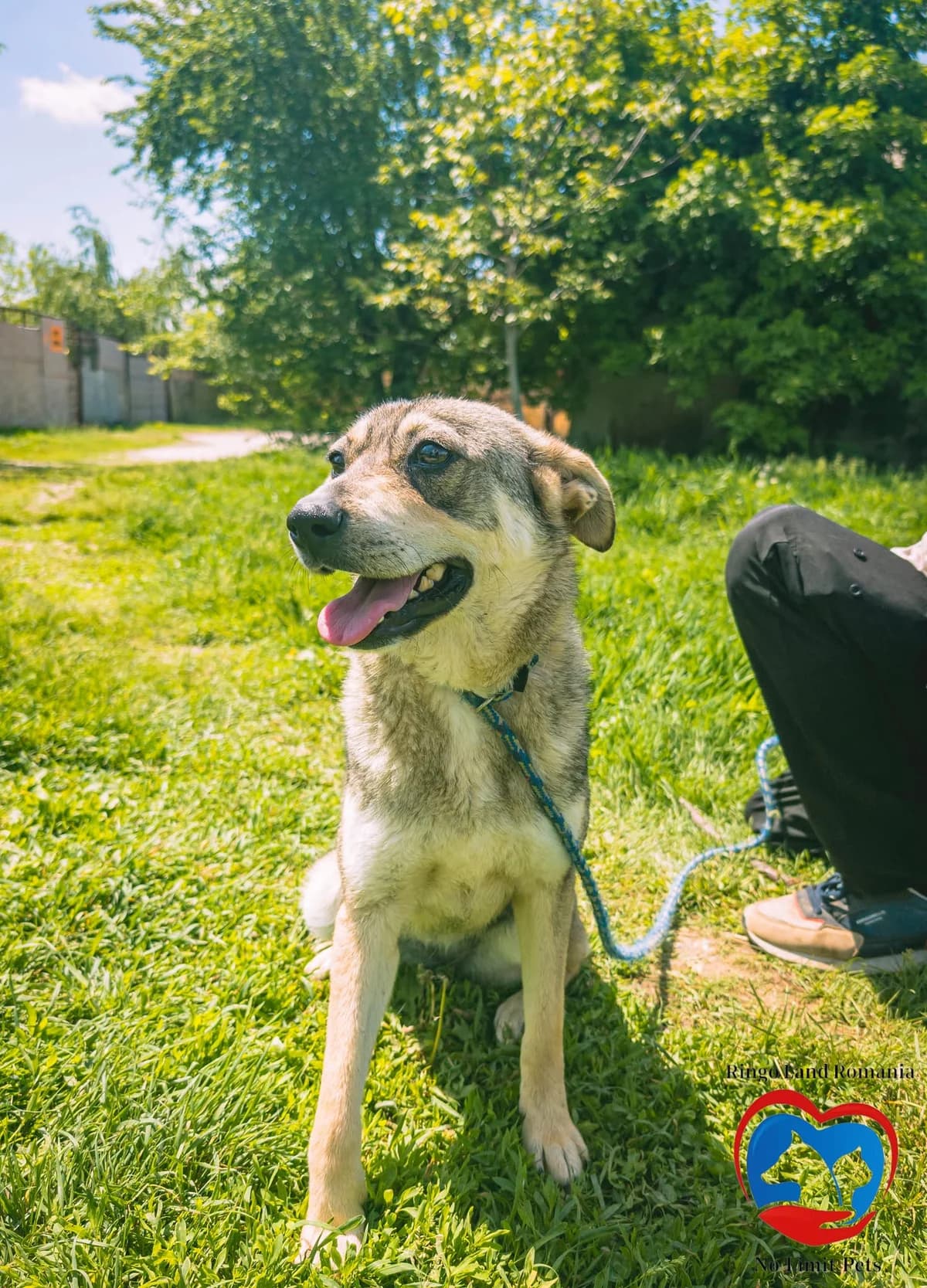 RAYLI 2176, female mixed breed for adoption at No Limit Pets, Romania