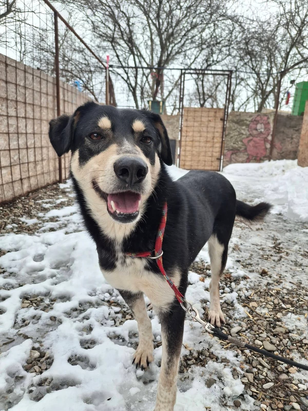REILLY 4110, male mixed breed for adoption at No Limit Pets, Romania