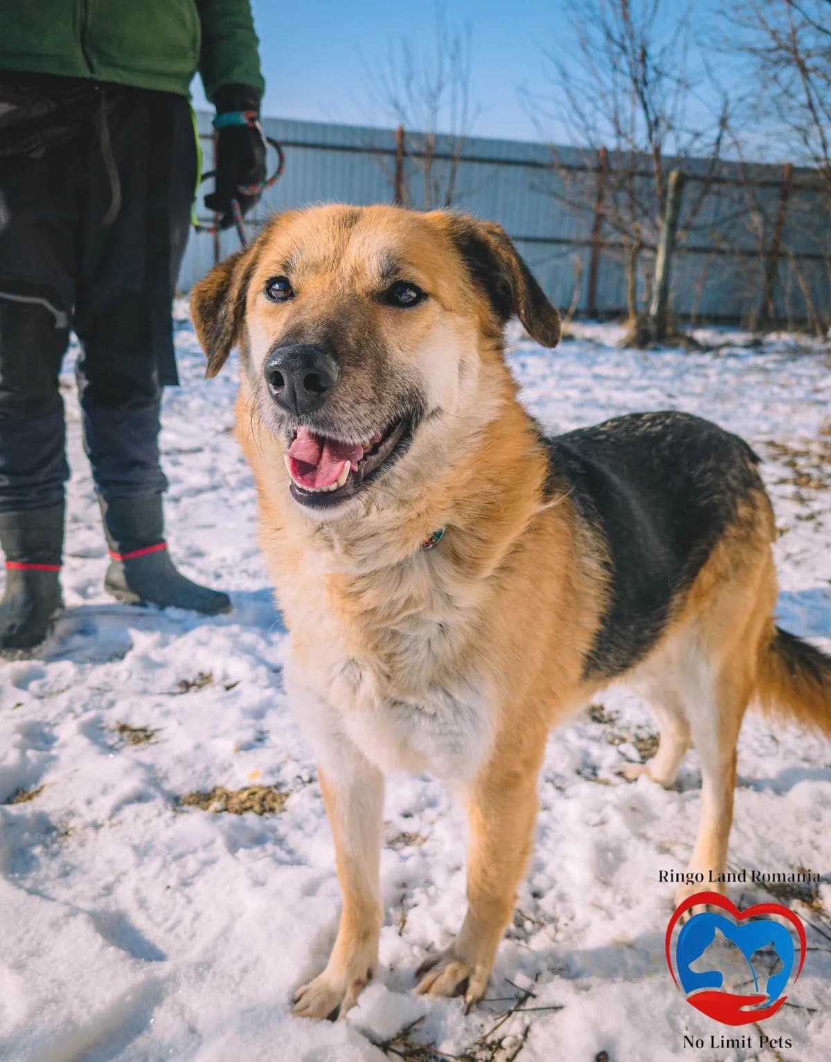 REKA 4883, female 3yo Mixed Breed for adoption at No Limit Pets, Romania