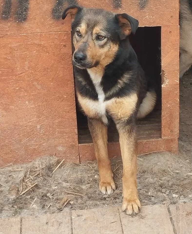 REX 6359, male 4yo mixed breed for adoption at No Limit Pets, Romania