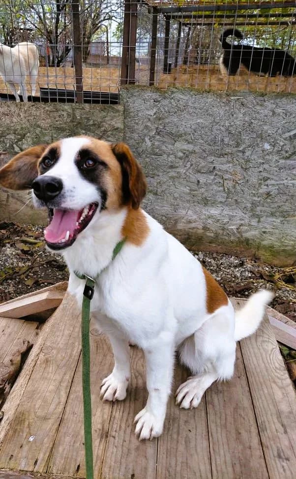 RIA 8065, female Mixed Breed for adoption at No Limit Pets, Romania
