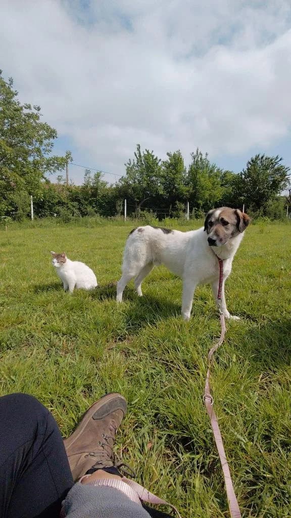 RINGO 0746, male young mixed breed for adoption at No Limit Pets, Romania