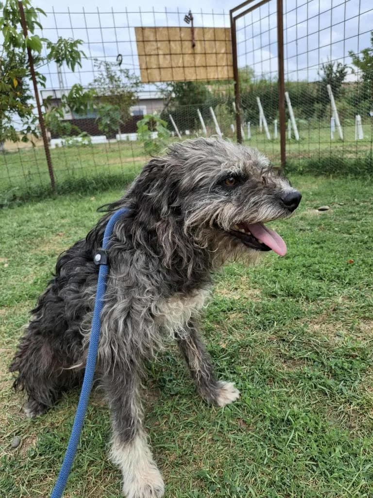 RINGO, male mixed breed for adoption at No Limit Pets, Romania