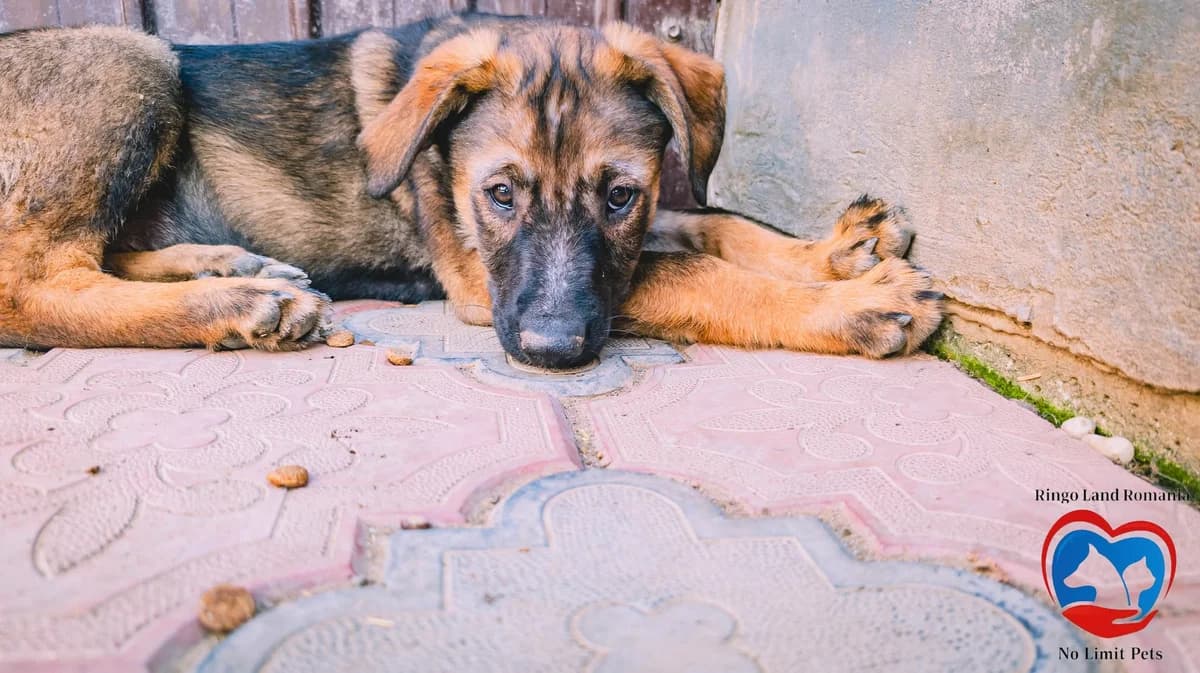 ROCKY 2200 -ADOPTAT, male mixed breed for adoption at No Limit Pets, Romania