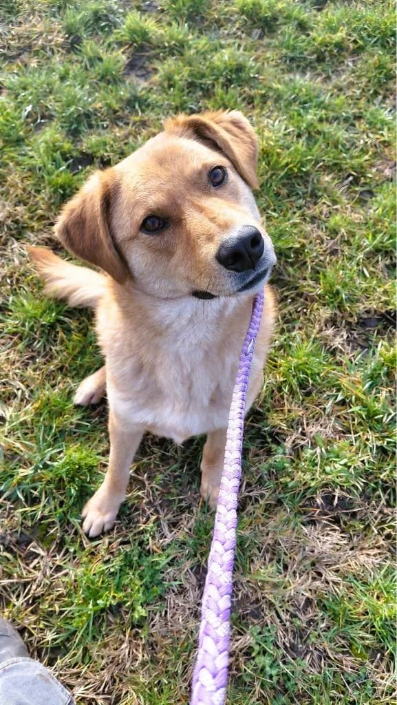 ROCKY 4267, male Mixed Breed for adoption at No Limit Pets, Romania