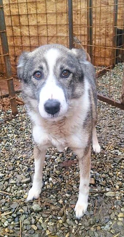 ROMINA 4546, female Mixed Breed for adoption at No Limit Pets, Romania