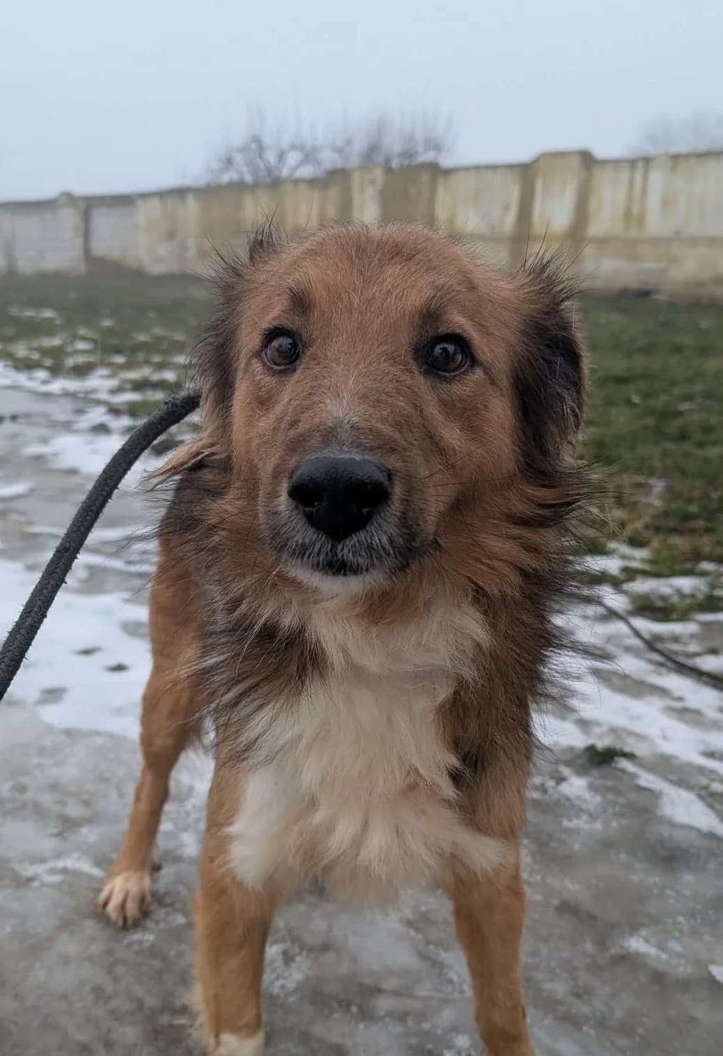 RON 1376, female young Mixed Breed for adoption at No Limit Pets, Romania