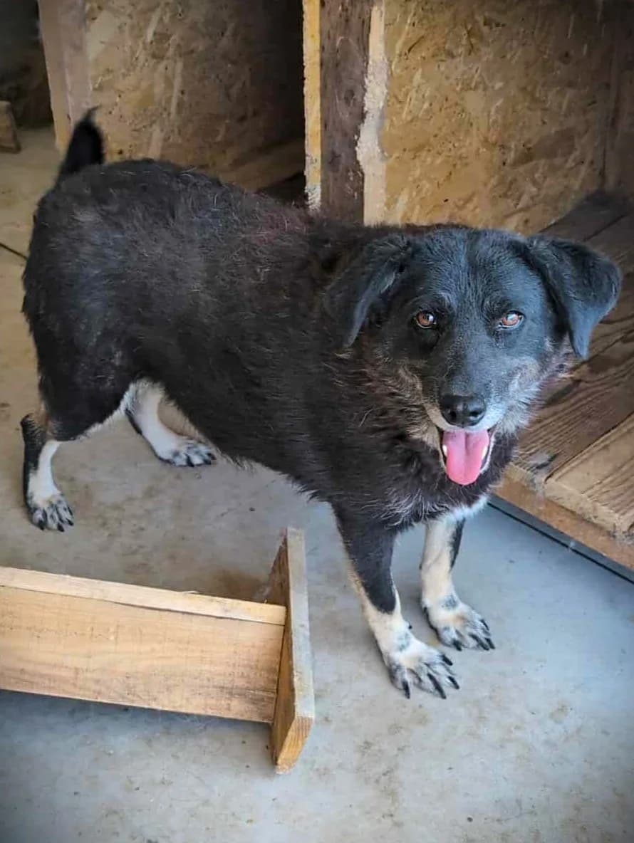 RONJA 1063, female 4yo Mixed Breed for adoption at No Limit Pets, Romania