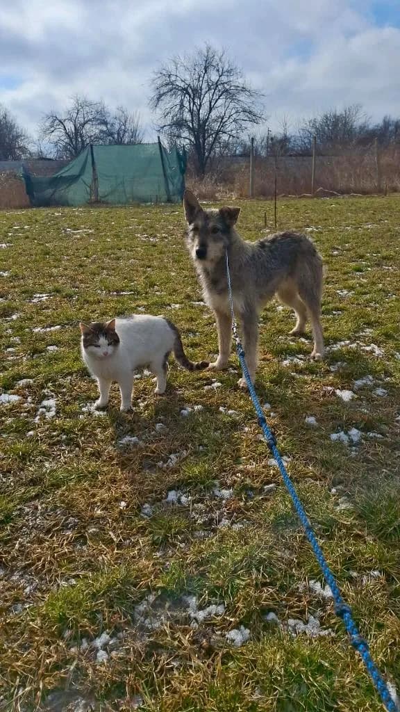 RONJA 7129, female young Mixed Breed for adoption at No Limit Pets, Romania