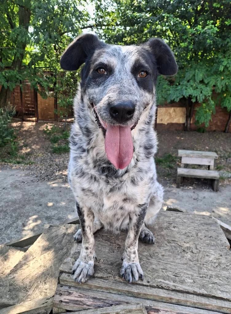 RONJA 7296, female Mixed Breed for adoption at No Limit Pets, Romania