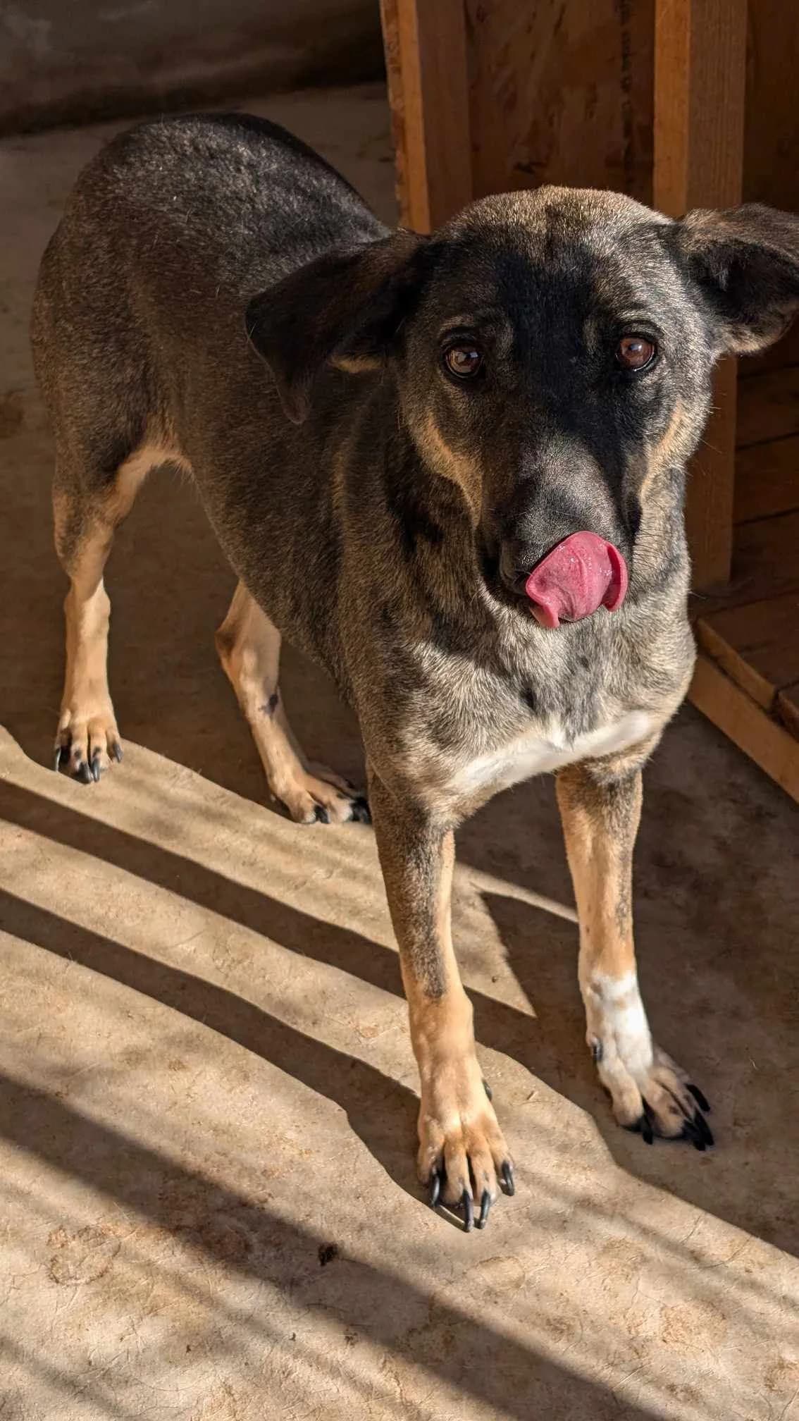 ROSI 0929, female 4yo mixed breed for adoption at No Limit Pets, Romania