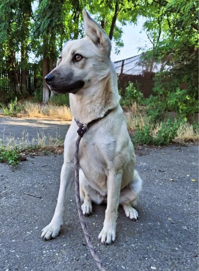 ROSI9749, female Mixed Breed for adoption at No Limit Pets, Romania