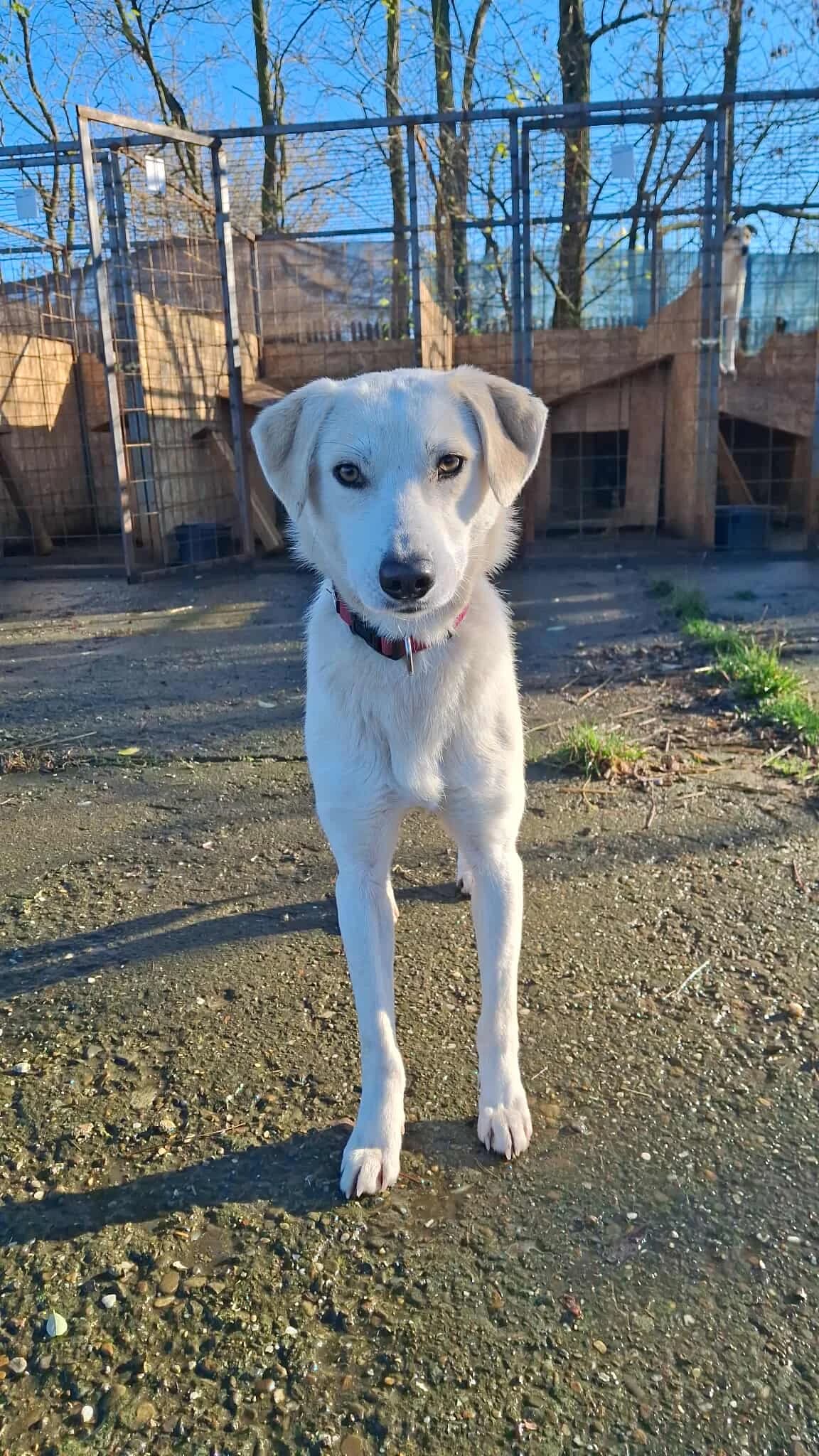 RUBY-1857, female Mixed Breed for adoption at No Limit Pets, Romania