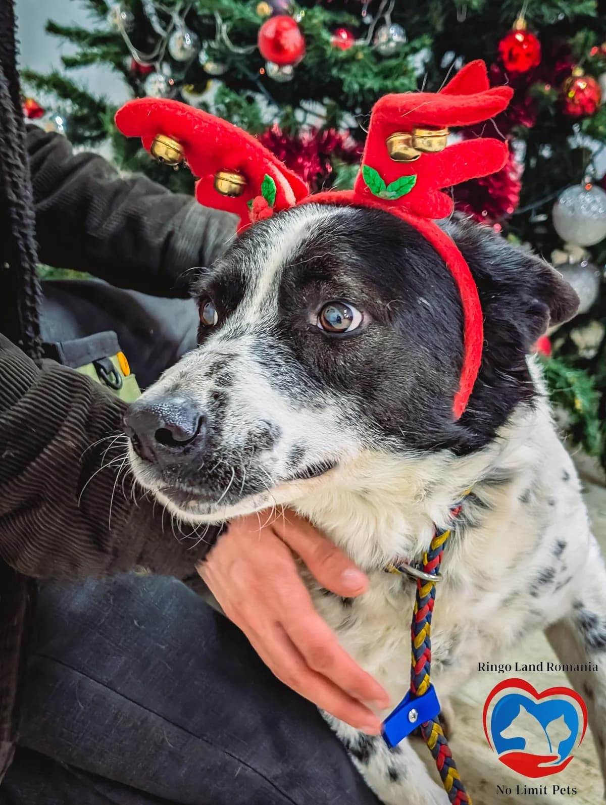 RUDI 4542, male Mixed Breed for adoption at No Limit Pets, Romania