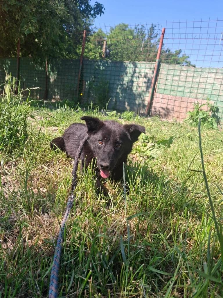 RUDI 9552, male young mixed breed for adoption at No Limit Pets, Romania