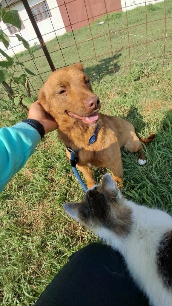 RUMER 7467 – ADOPTAT, female young mixed breed for adoption at No Limit Pets, Romania
