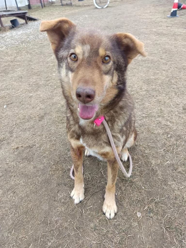 Sage– 1172, male 3yo mixed breed for adoption at No Limit Pets, Romania