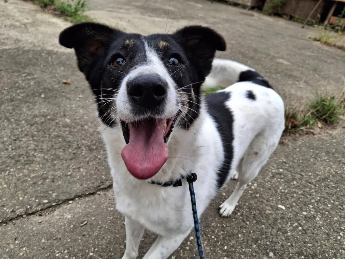 SALLY 4041, female young Mixed Breed for adoption at No Limit Pets, Romania