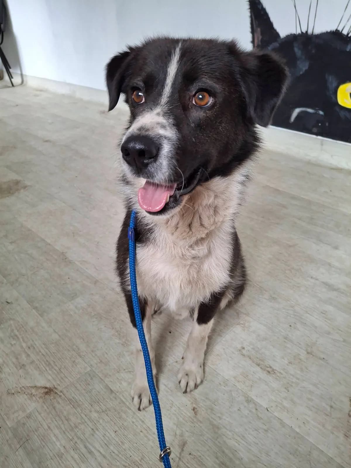 SAM 2336, male mixed breed for adoption at No Limit Pets, Romania