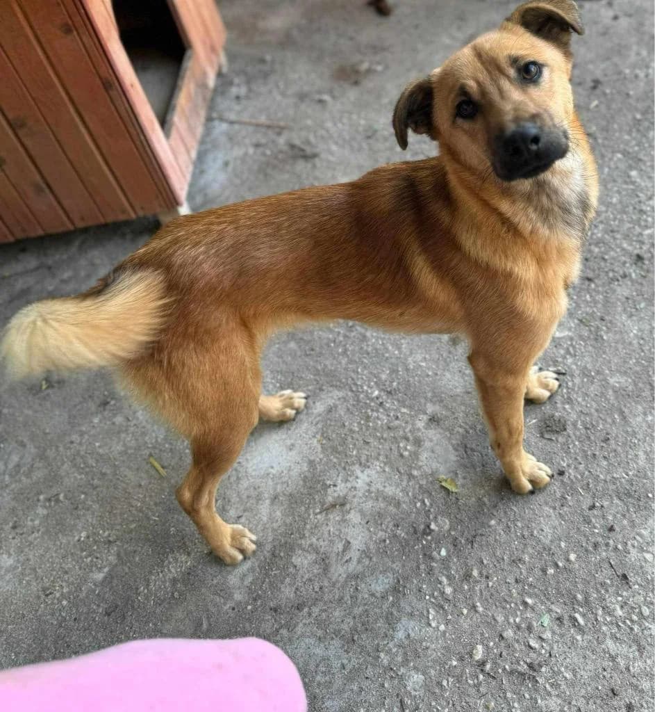 SAM 5750, male young Mixed Breed for adoption at No Limit Pets, Romania