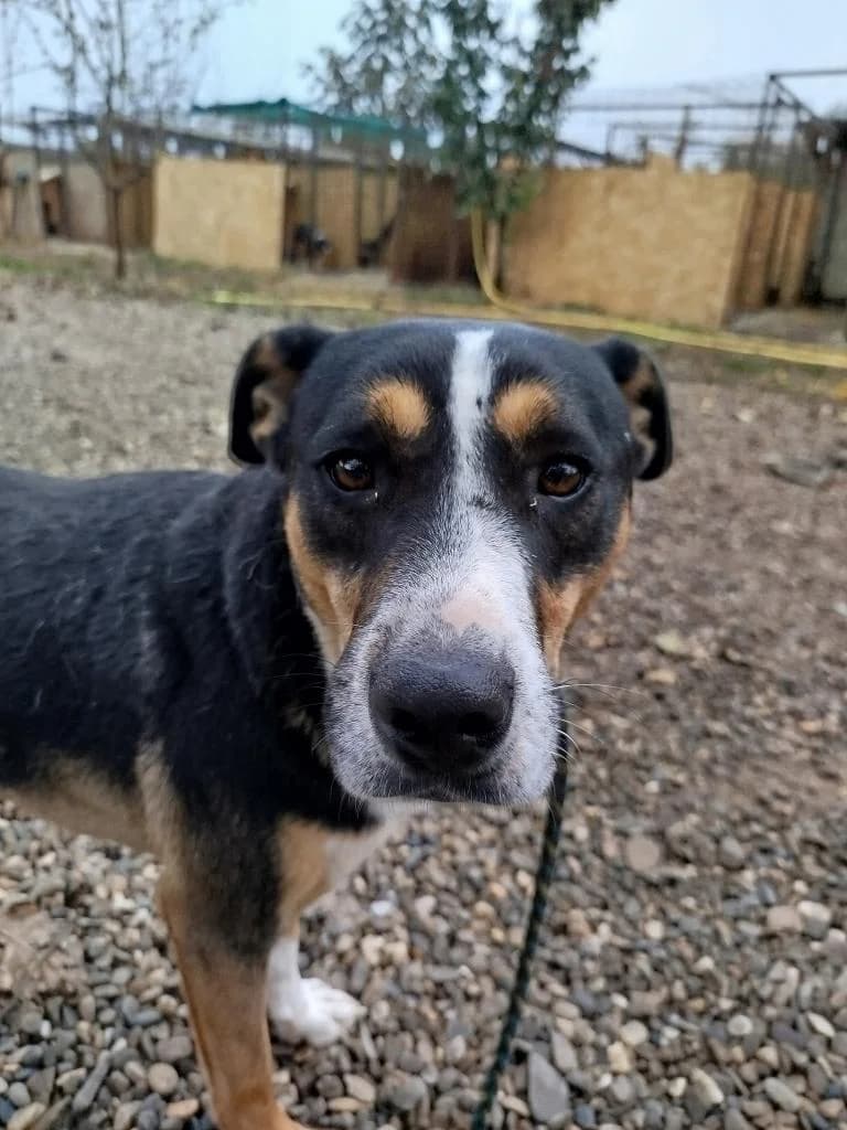 SAMI 2672, male Mixed Breed for adoption at No Limit Pets, Romania