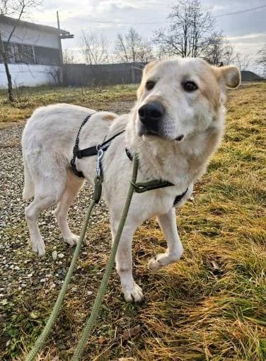 SAMU, male mixed breed for adoption at No Limit Pets, Romania