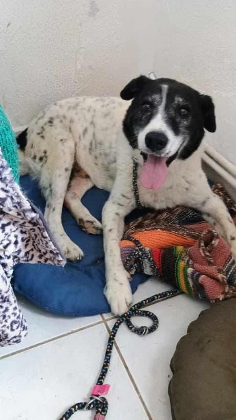 SANDRO 7114 – ADOPTAT, male mixed breed for adoption at No Limit Pets, Romania