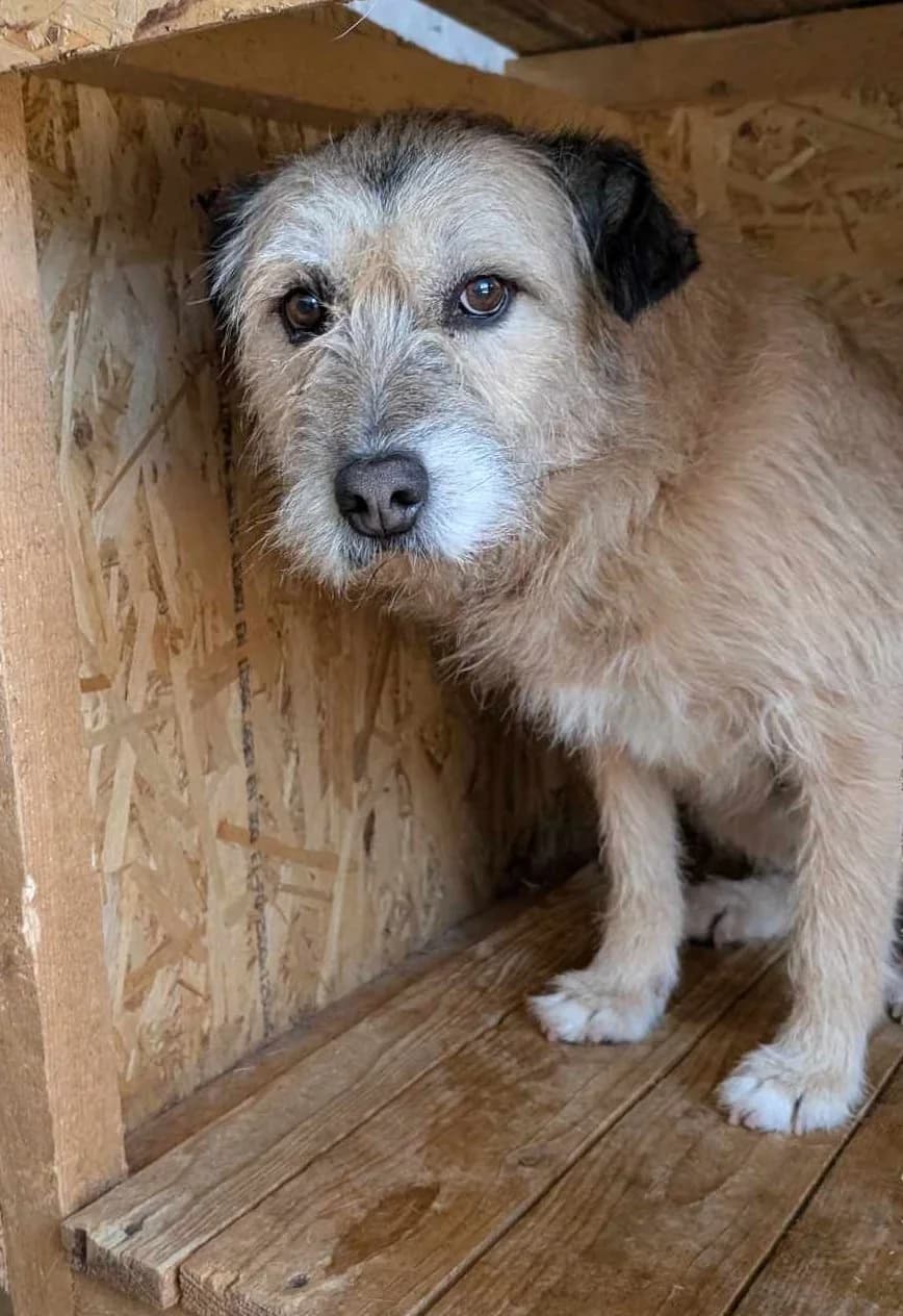 SANDY 0636, female 4yo Mixed Breed for adoption at No Limit Pets, Romania